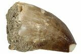 Fossil Mosasaur (Thalassotitan) Tooth - Morocco #345157-1